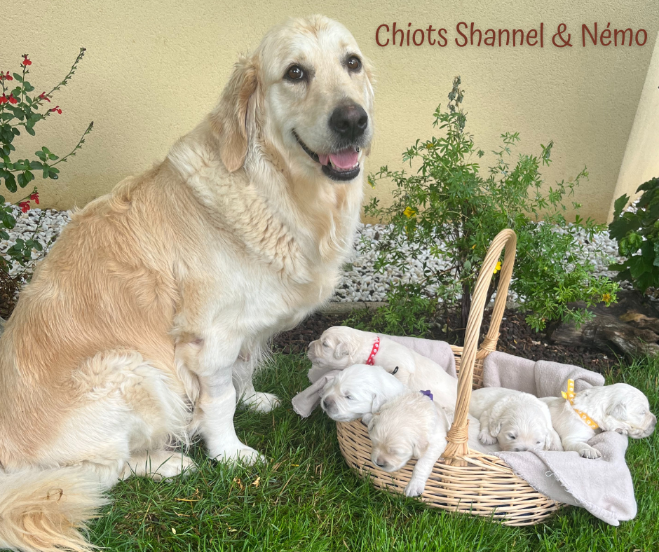 Chiots golden